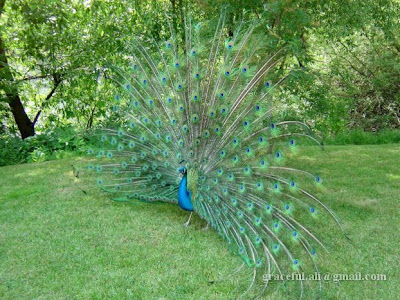 indian national bird peacock