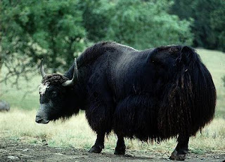 yak