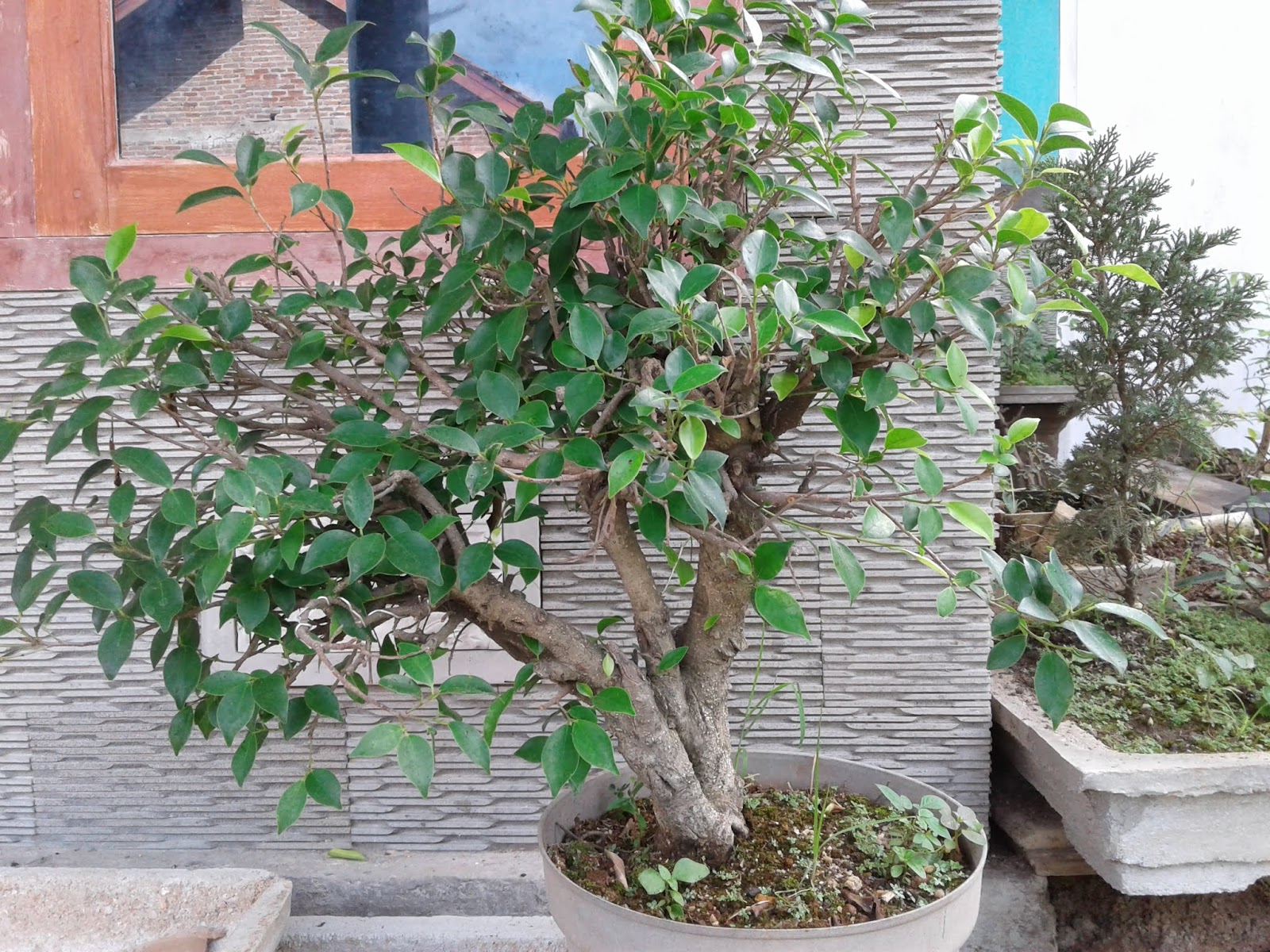 Cara Stek Bonsai Beringin Dolar Gambar Bonsai 2022