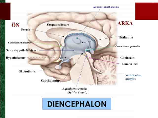 Diensefalon