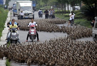 Jalan raya menjadi macet karena ulah bebek