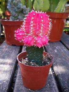 Flowering Cactus