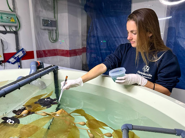Técnica de la Fundación Palma Aquarium alimentando tortugas