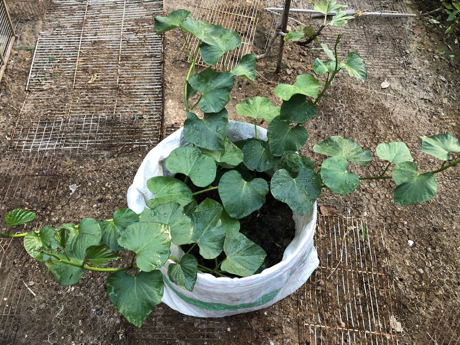 In this blog, we're diving deep into the world of growing sweet potatoes in containers—a delightful journey that promises to awaken your inner gardener and tantalize your taste buds.