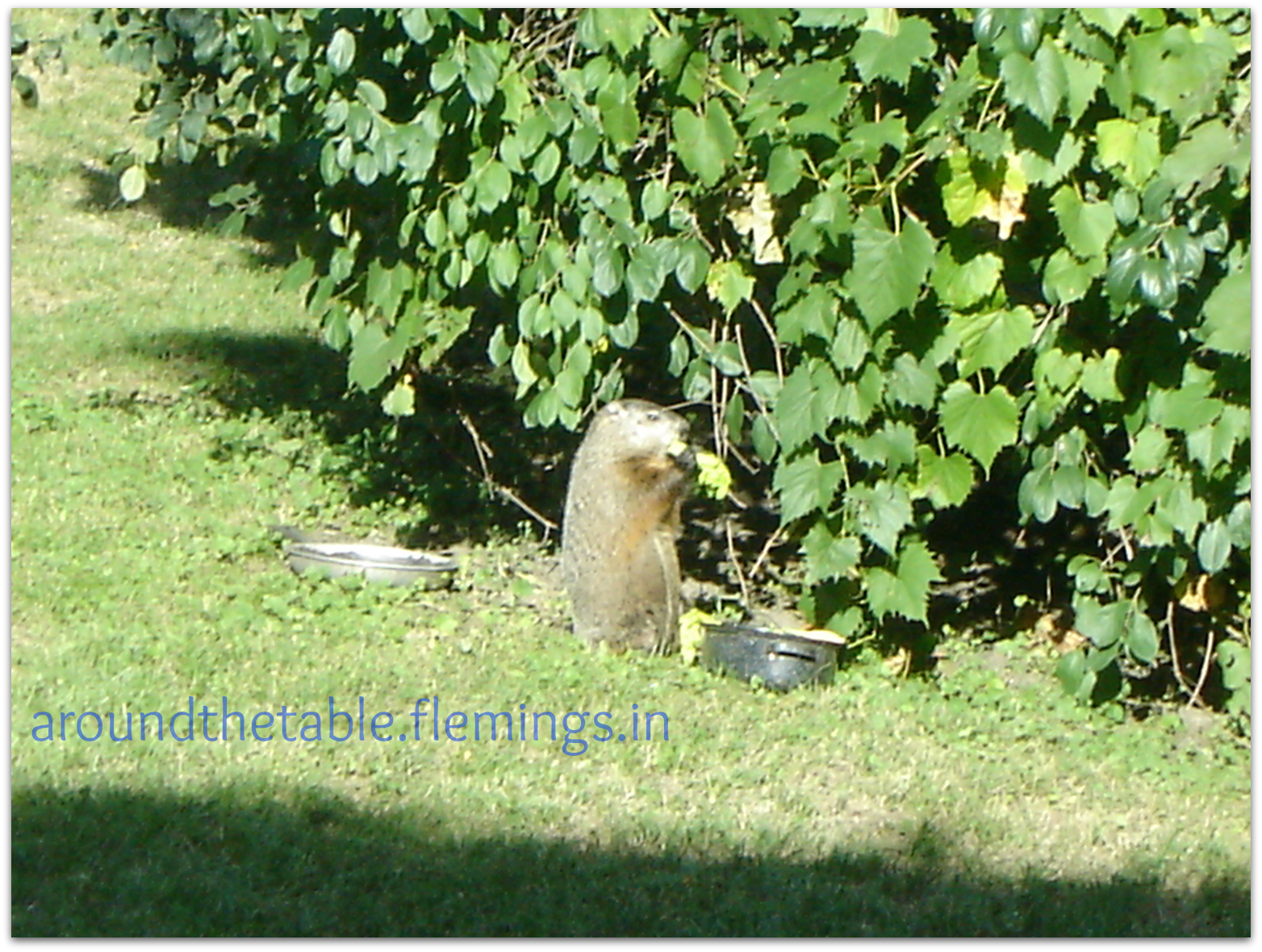 Around The Table Book Groundhog Day