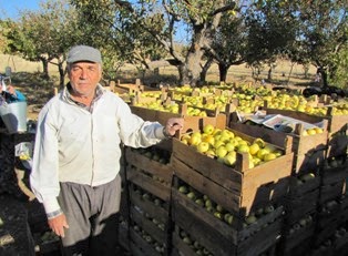 Yalıhüyüklü elma üreticileri memnun değil 