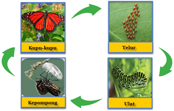 Halaman 35. Daur Hidup Kupu-kupu