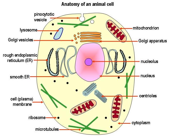 basic animal cell diagram with labels. Cell is the asic structural