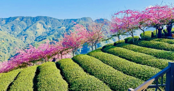 南投竹山八卦茶園枝垂櫻花隧道花香伴茶香，八卦迴音亭最佳觀景台