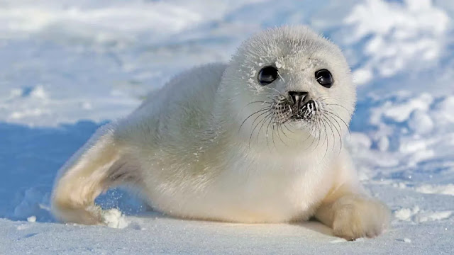 Leopard Seal