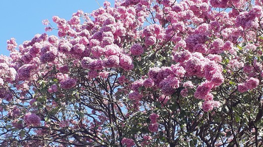 Um Pouco de Beleza, Para Variar (2)