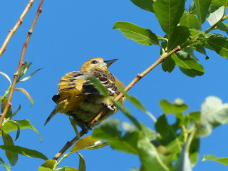 Icterus galbula - Oriole de Baltimore - Oriole du Nord