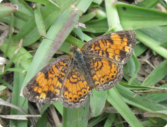 pearl crescent (Phyciodes tharos) butterfly