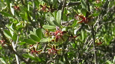 Цветки Sideroxylon spinosum