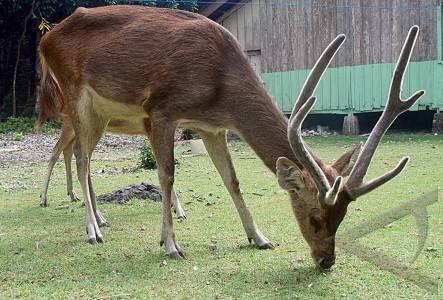  Flora  Fauna  Indonesia Rusa Timor Berciri Khas Ekor 