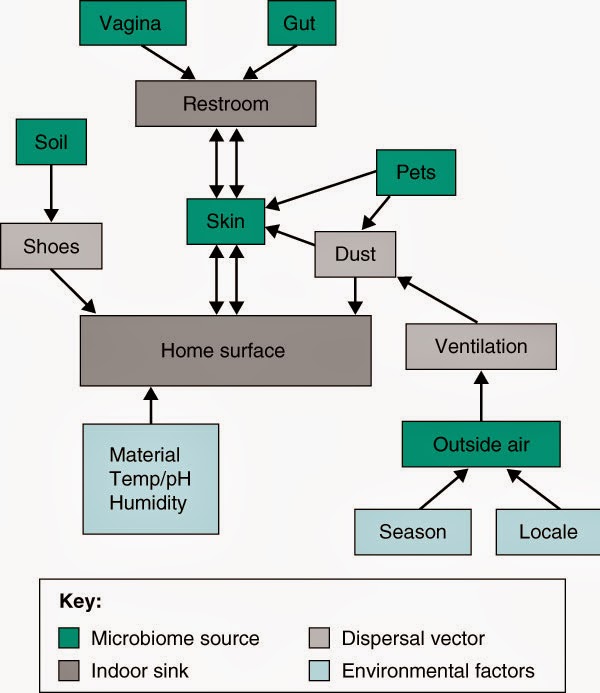 Fuentes y vías de transmisión de comunidades microbianas | Fuente: Kelley & Gilbert, 2013. 