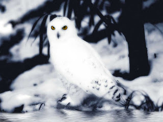 Snow Owl Wallpapers