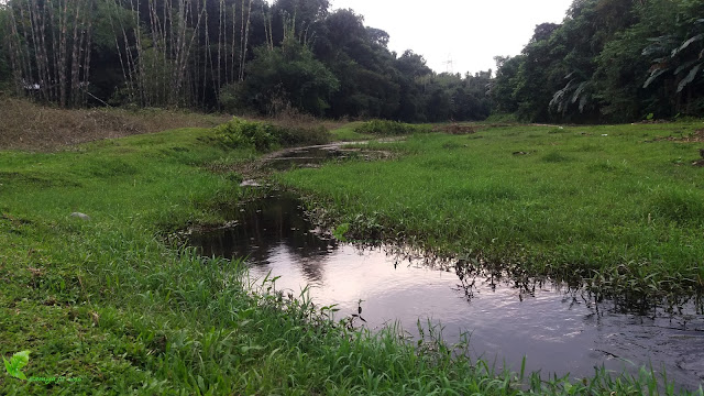 Habitat of Cryptocoryne retrospiralis 