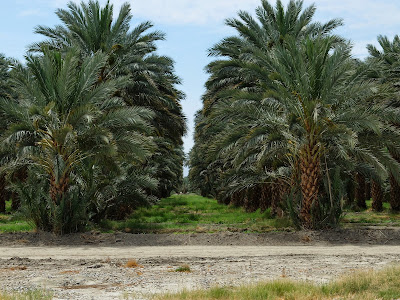 A Peak into the Date Grove