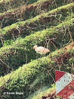 Cattle Egret in potato field in Oyster Bed Bridge area, PEI – Nov. 9, 2018 – © Kevin Shaw