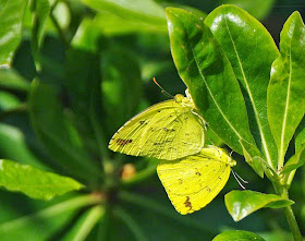 butterflies,mating,Common Yellow,nature