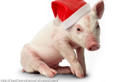 Christmas pig.