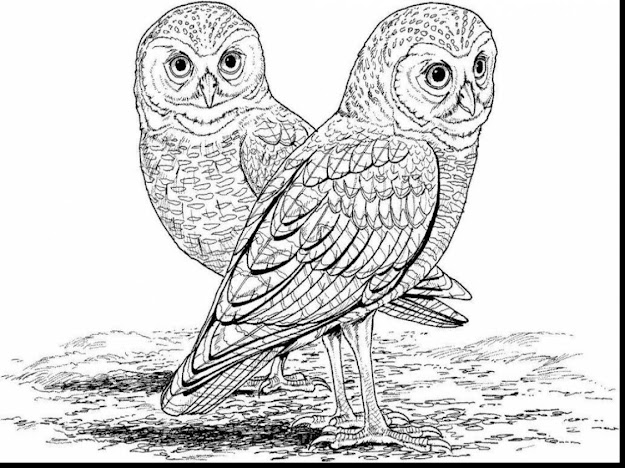 Excellent Home Animals Realistic Animal Coloring Pages With Realistic  Animal Coloring Pages And Realistic Animal Coloring