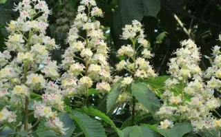 How the chestnut honey plant blooms photo