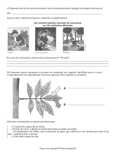 avaliação de ciencias 4o ano plantas