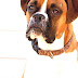 Boxer (dog) - Fawn Boxer Dog