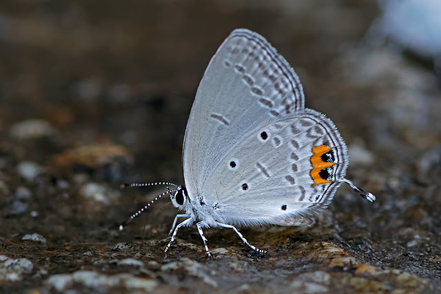 Everes lacturnus the Indian Cupid butterfly