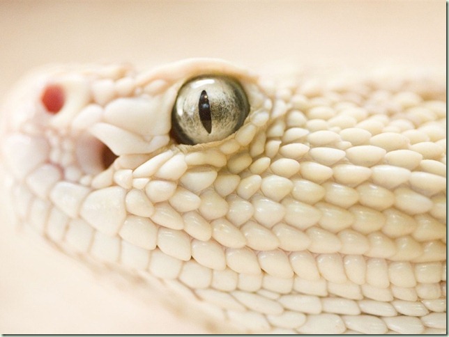 White-snake_1024x768