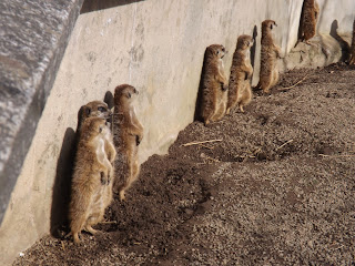 Meerkats sunbathing