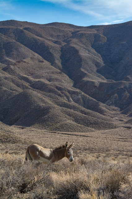 Wild Burro, Death Valley National Park