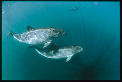 Bill Curtsinger, fotografía submarina, National Geographic