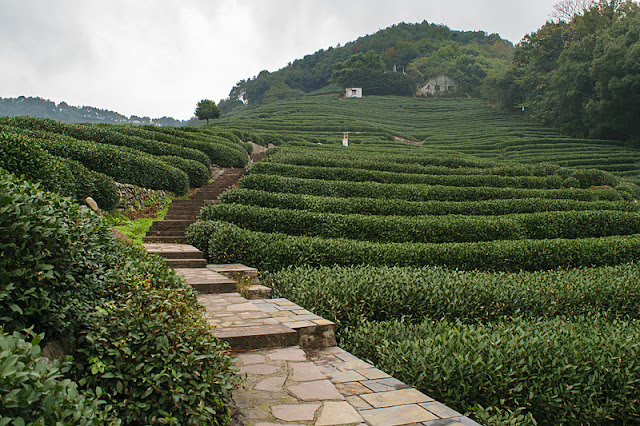 Escalier parmi les plantations de thé à Long Jing