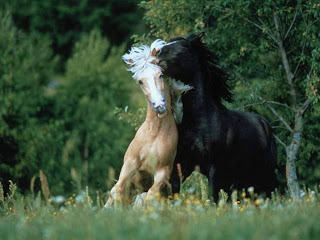 Wild Horses HD Wallpapers