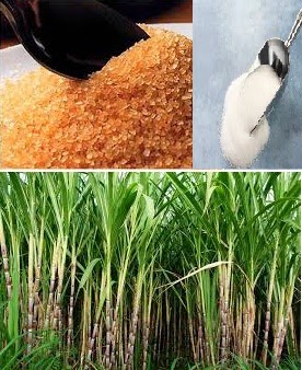 Sugar Cane