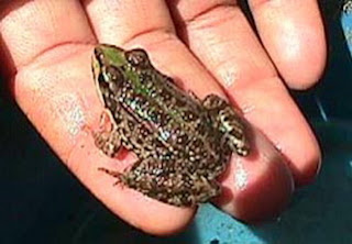 marsh frog