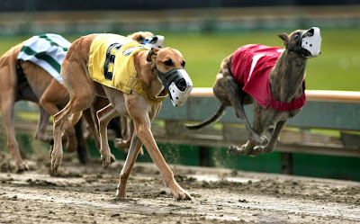 Greyhound Races