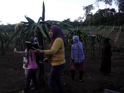 Agrowisata kebun buah naga Lubuk linggau