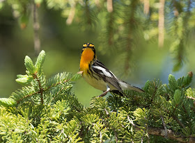 Blackburnian Warbler - Hulbert Bog, Michigan, USA