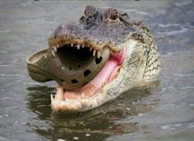 a crocodile eating a croc shoe