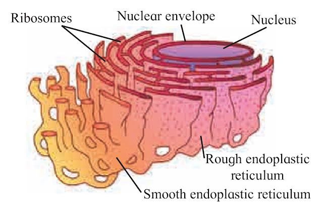 Components of Eukaryotic cell