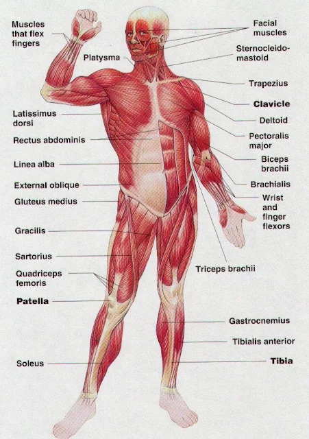 शरीर की मुख्य पेशियाँ