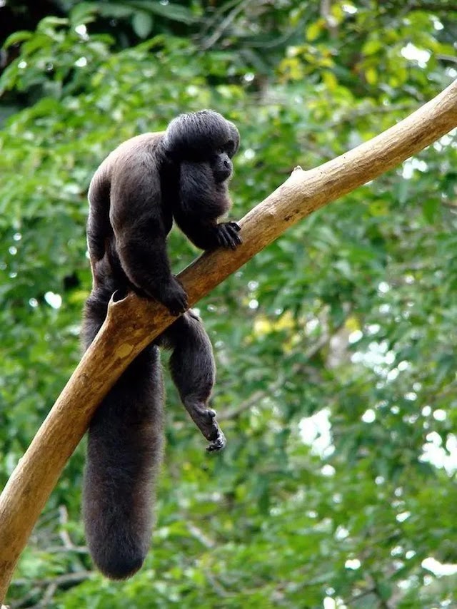 Destino incerto do cuxiú-preto, um dos primatas endêmicos da Amazônia brasileira mais ameaçados