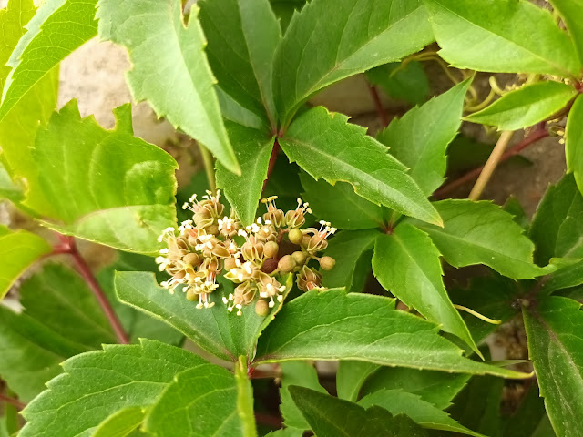 Parra virgen o enredadera de Virginia (Parthenocissus quinquefolia (L.) Planch.). Floración.