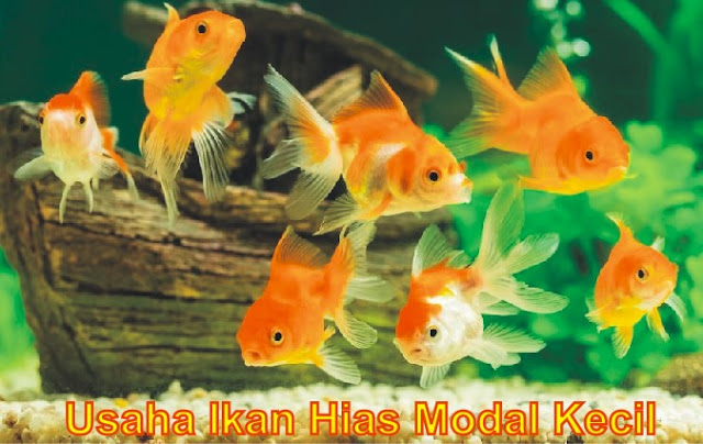 Tips dan Perhitungan Budget Usaha Ikan Hias Modal Kecil