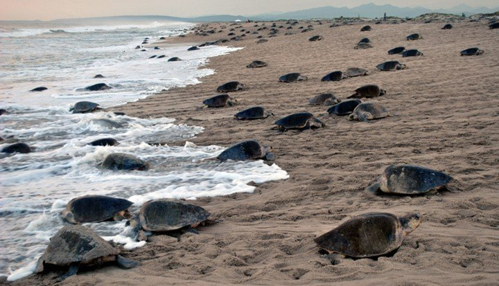 La zona de intermareas es una zona importante para vertebrados semiterrestres como las tortugas marinas, las focas, leones marinos, morsas y pinhuinos, así como un sinfín de aves marinas.