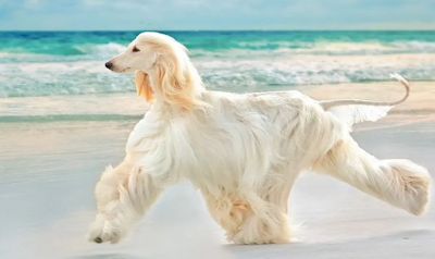 Afghan Hound